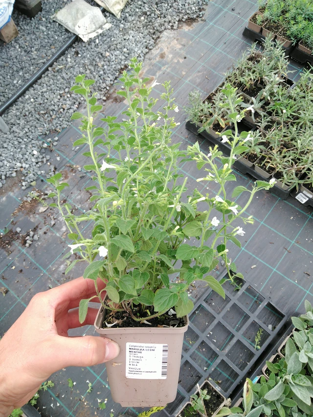 Myskimalva Menthe - 28. 7. 2025