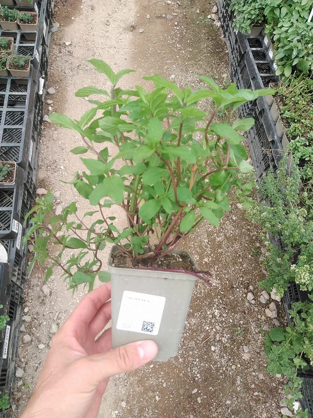 Menta tailandesa - 1. 8. 2025