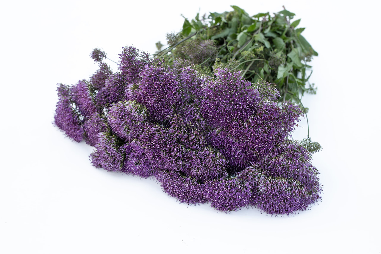 Klokjesbloem Lake Michigan Purple, Loukykvět