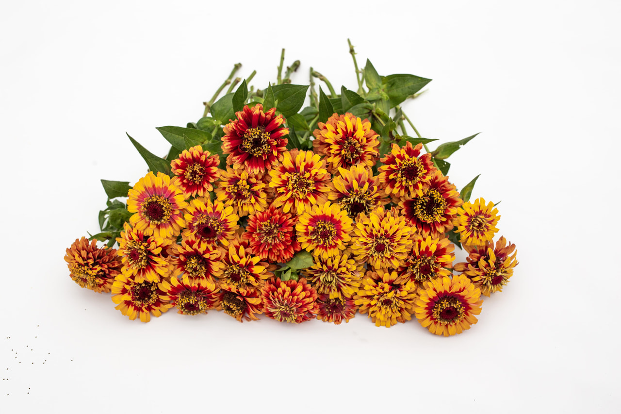 Zinnia Macarenia, Loukykvět