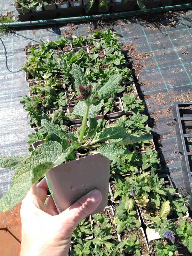 Šalvěj hajní Mainacht - 13. 5. 2025