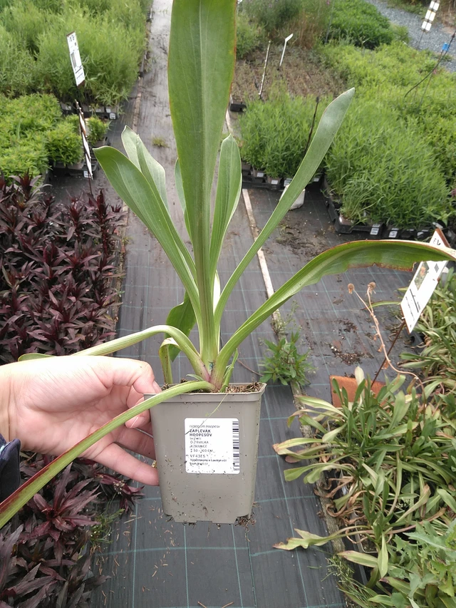 Helenium hoopesii - 11. 7. 2025
