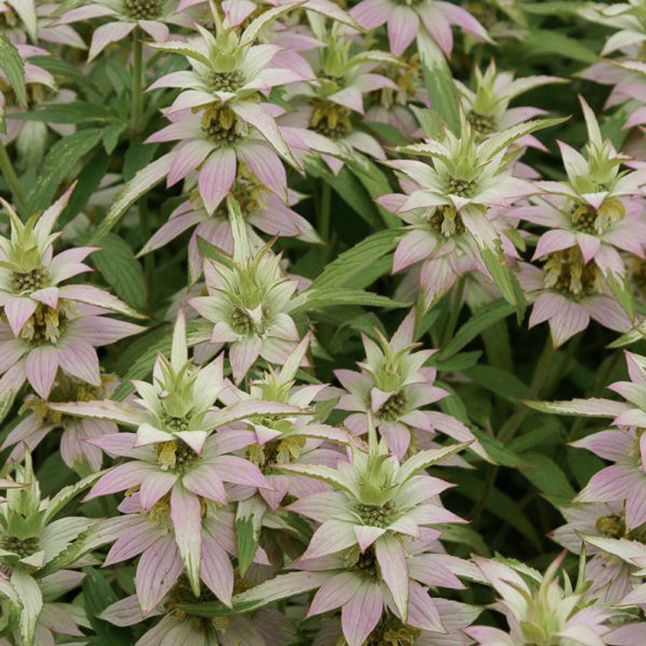 Monarda punctata, Loukykvět