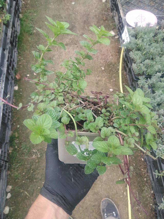 Máta Kentucky Colonel - 10. 9. 2025