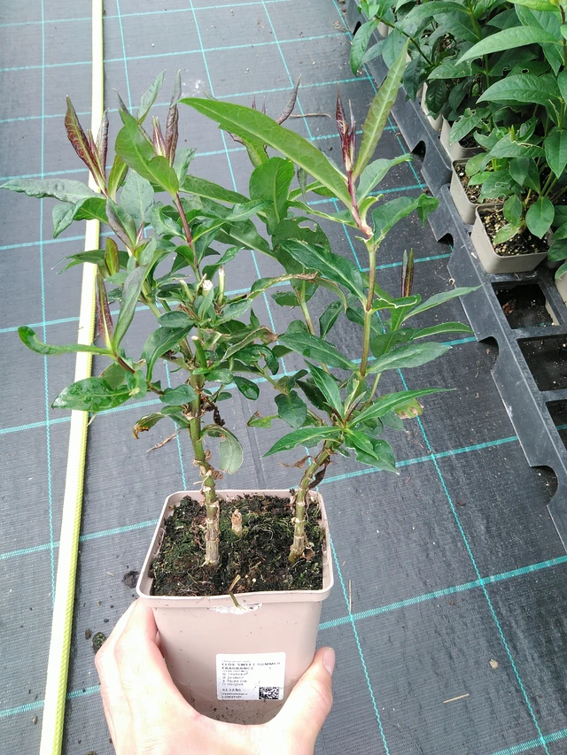 Phlox Sweet Summer Fragrance - 28. 7. 2025