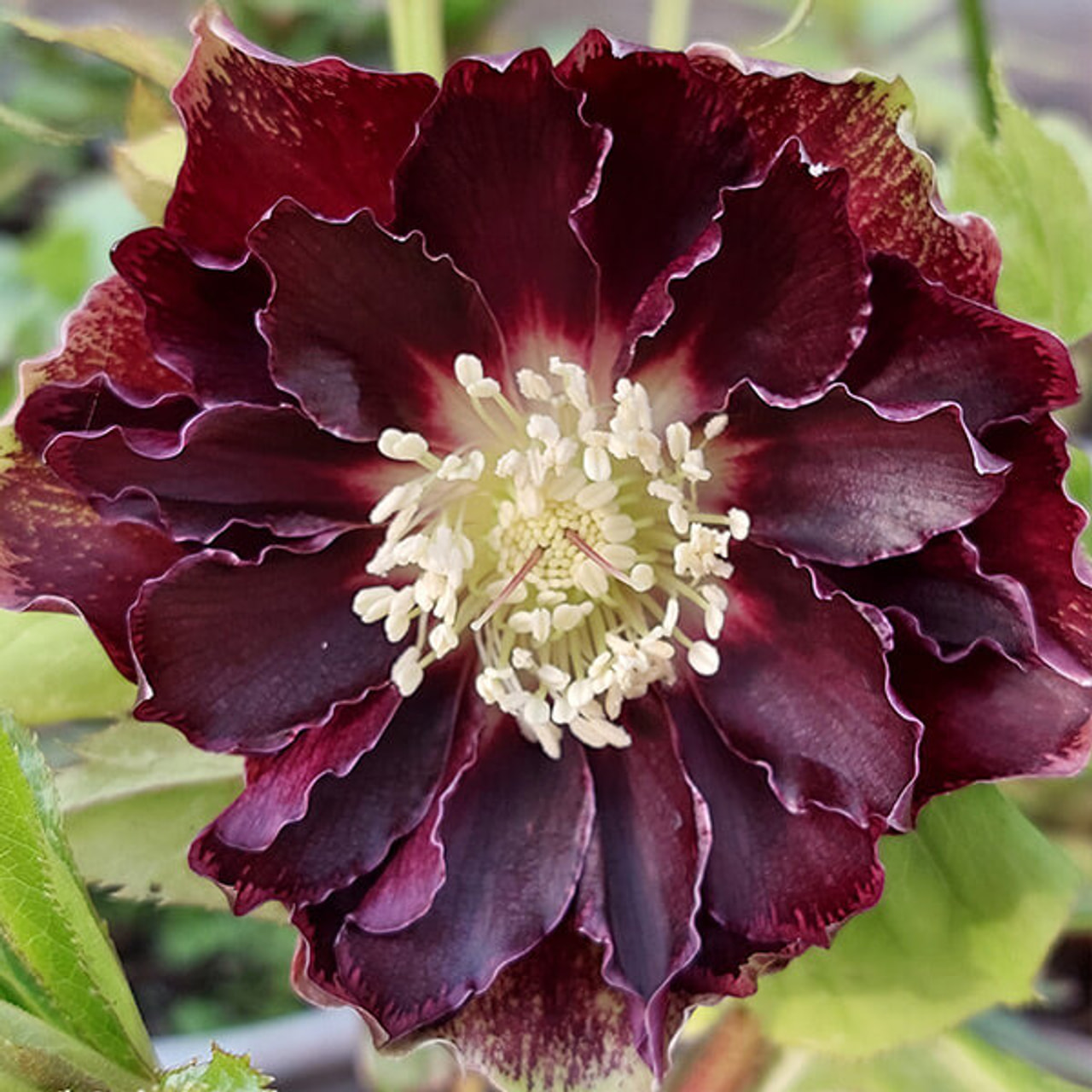 Julros Double Ellen Flash, Loukykvět