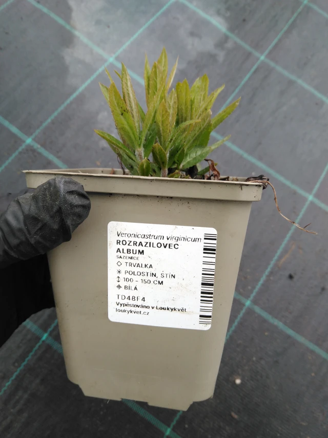 Verunikafű Album - 1. 4. 2026