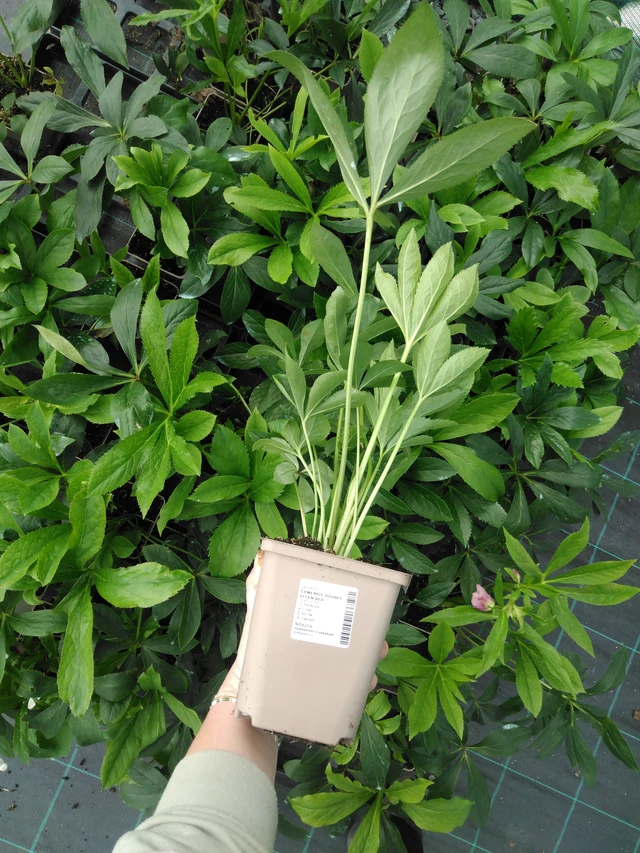 Hunyor Double Ellen Red - 2024