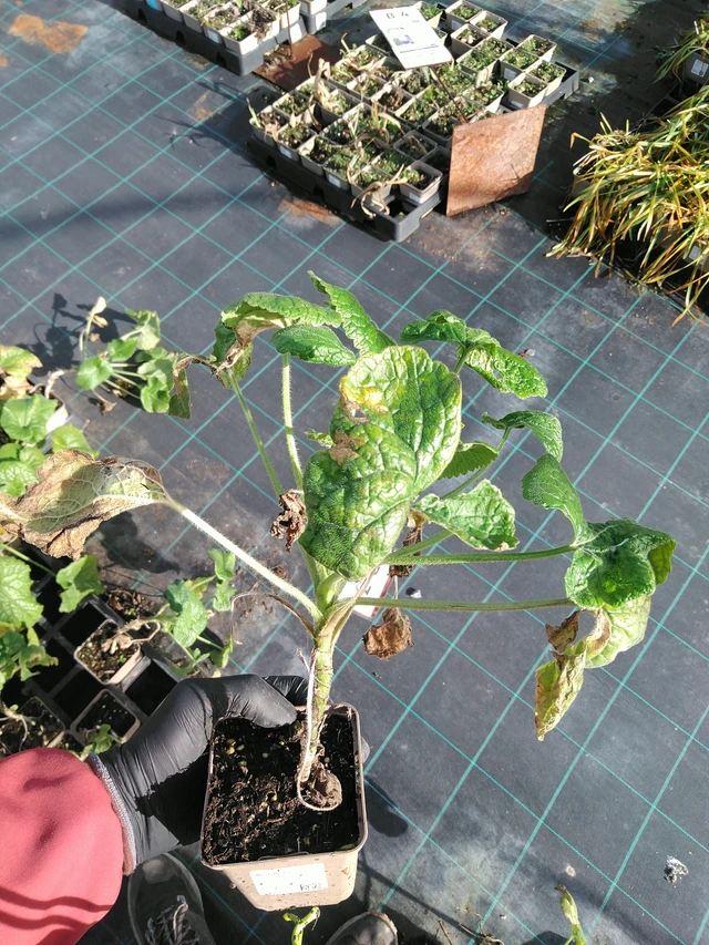 Honesty white - 31. 10. 2025