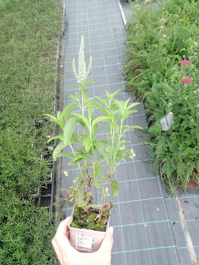 Verónica White Jolanda - 21. 7. 2025