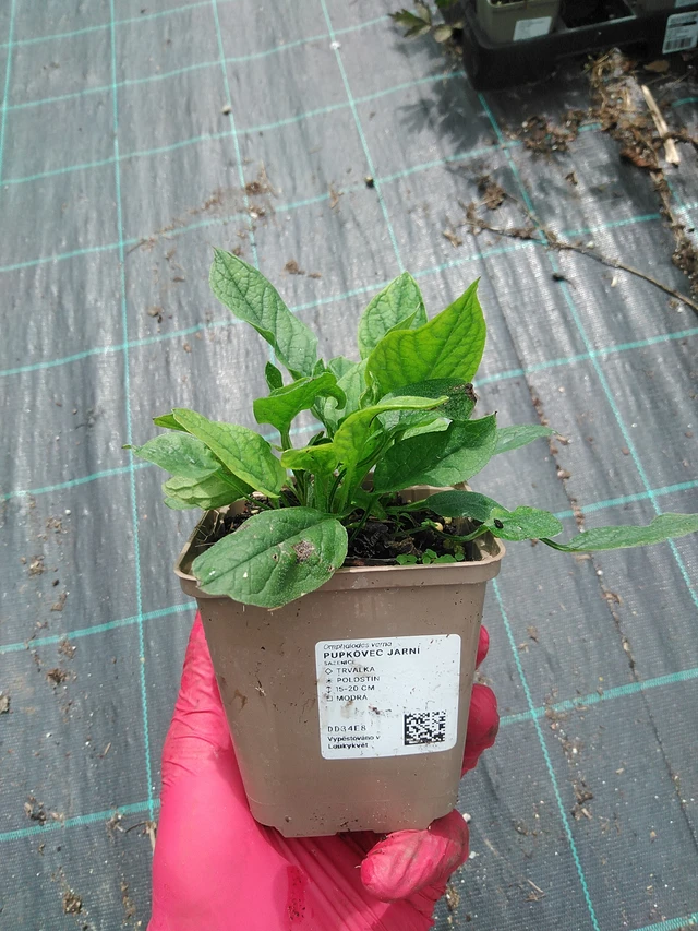 Omphalodes verna - 22. 7. 2025