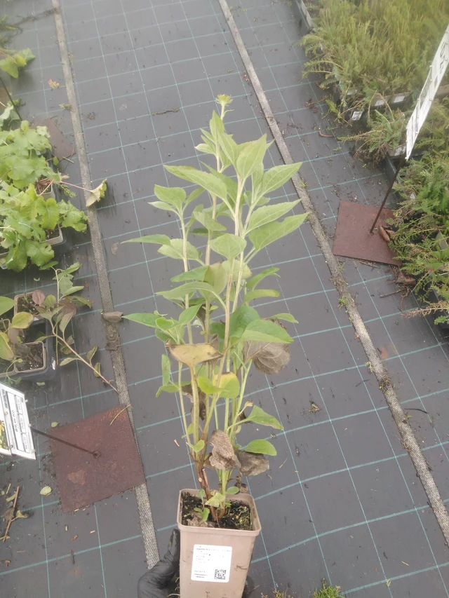 Rudbeckia Little Henry - 23. 10. 2025