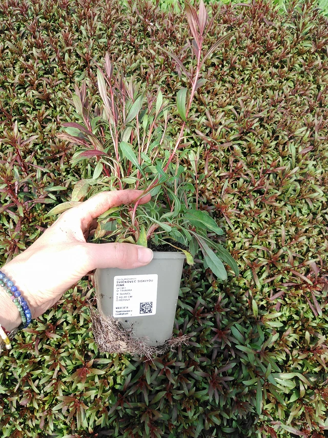 Prachtkerze Siskiyou Pink - 9. 6. 2025