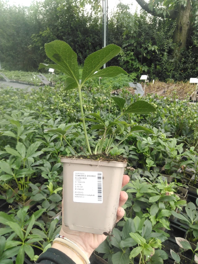 Hunyor Double Ellen Red - 2024