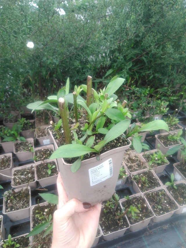 Astra White Ladies - 2024