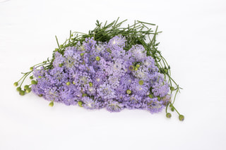 Didiscus Lavender Blue, Loukykvět