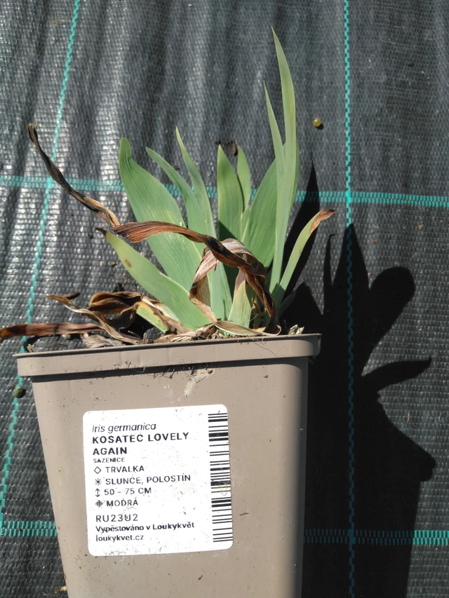 Kosatec Lovely Again - 3. 4. 2025