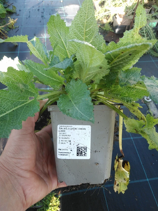 Salvia de prado Swan Lake - 11. 9. 2025