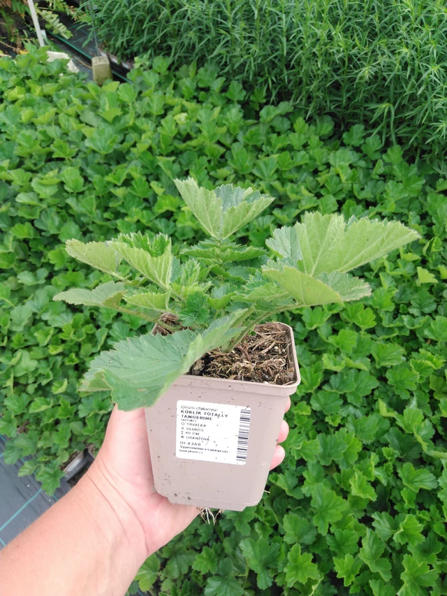 Geum Totally Tangerine - 2024