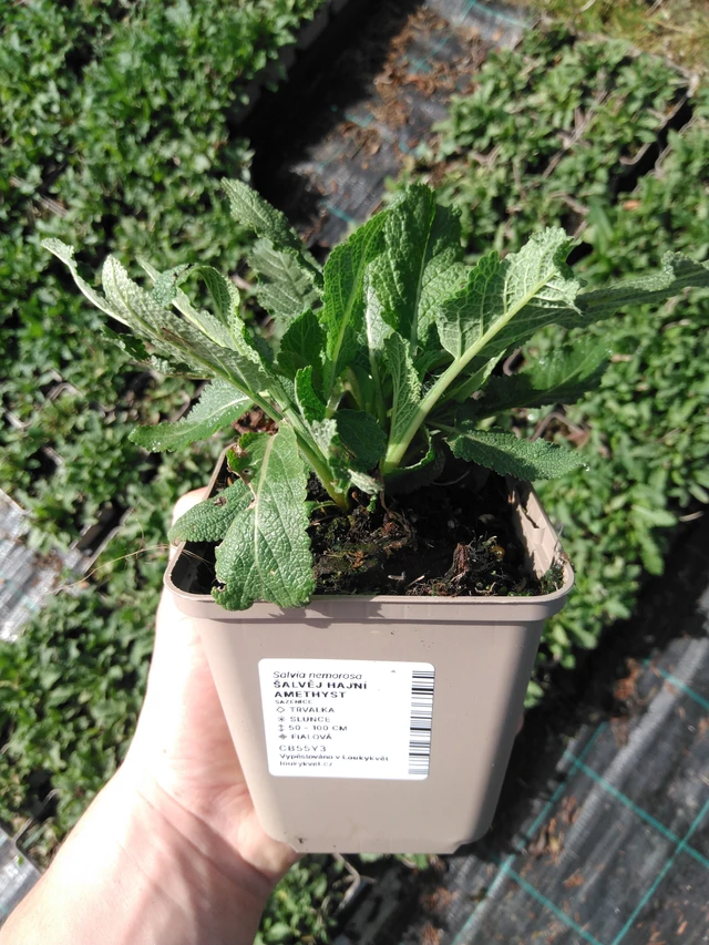 Šalvěj hajní Amethyst - 2024