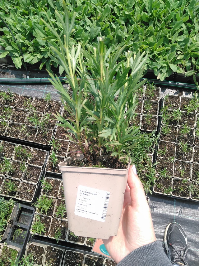 Coreopsis palmata - 9. 6. 2025