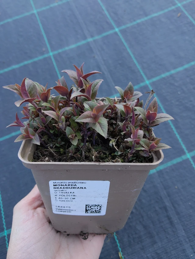 Monarda bradburiana - 27. 3. 2026
