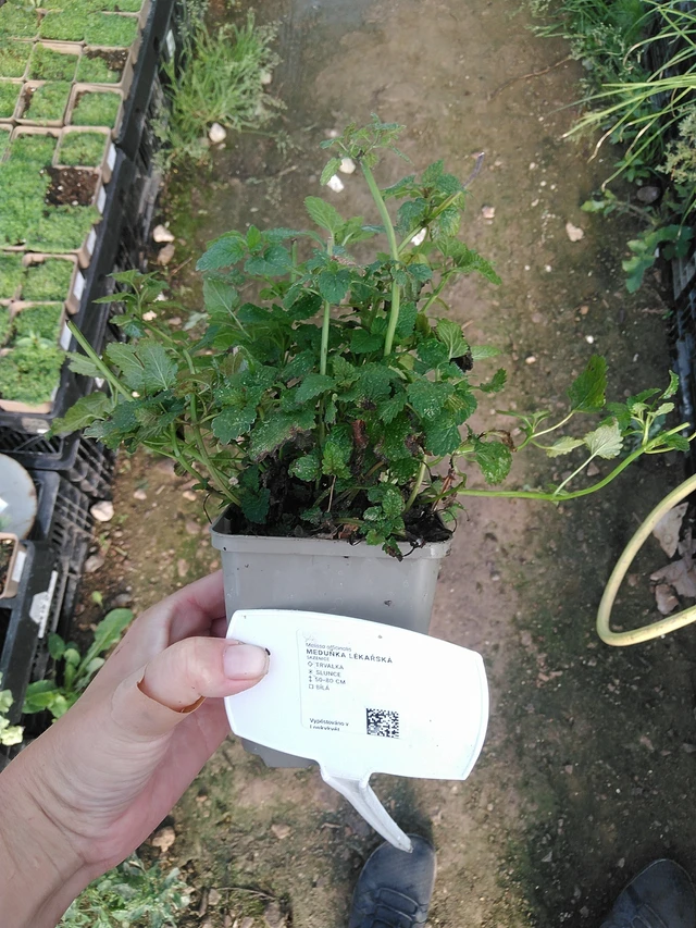 Meduňka lékařská - 19. 8. 2025