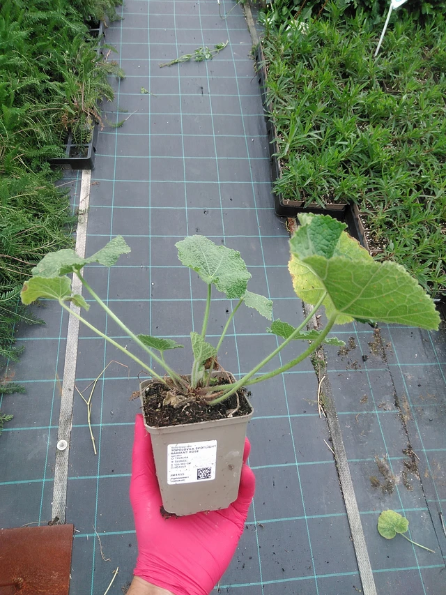 Topolovka Spotlight Radiant Rose - 29. 7. 2025