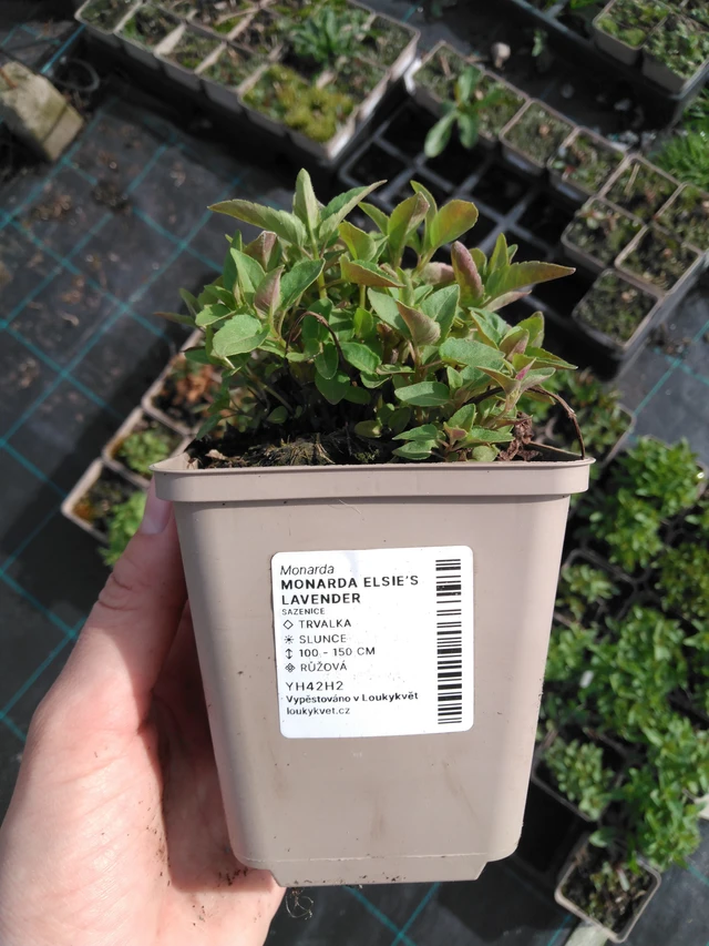 Monarda Elsie’s Lavender - 2024