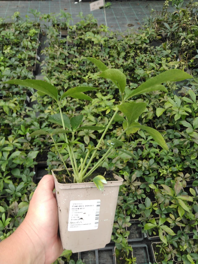 Hunyor Double Ellen Red - 2024