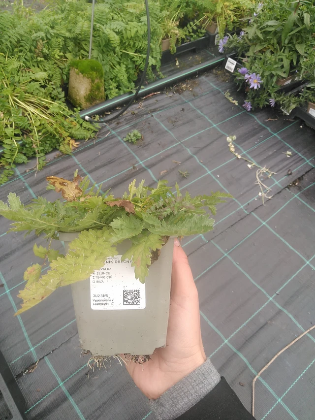 Filipéndula común - 10. 10. 2025