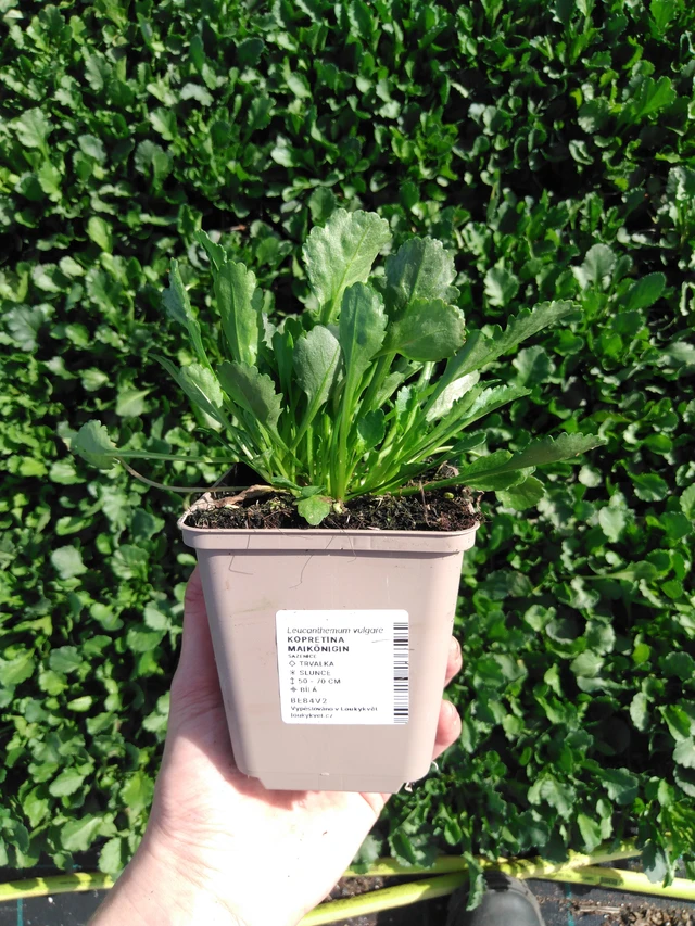 Kopretina Maikönigin - 2024