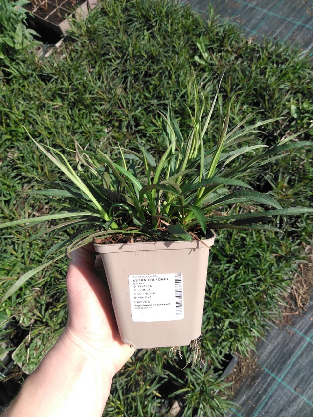 Aster Erlkönig - 2024