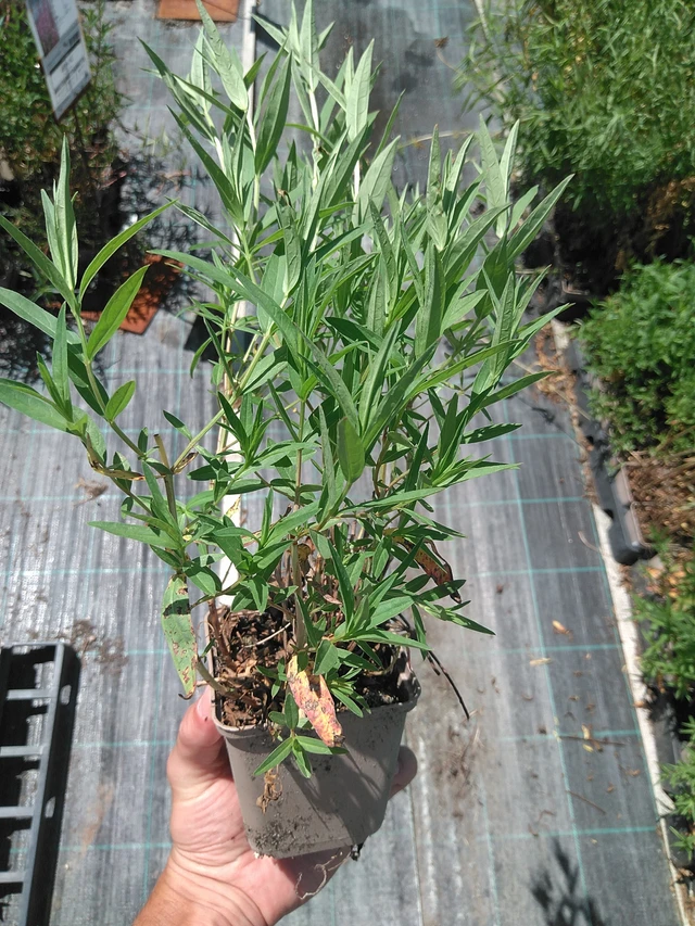 Rantakukka Swirl - 24. 6. 2025