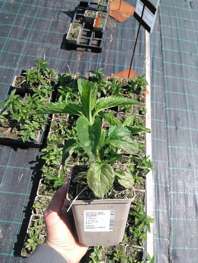 Verónica White Jolanda - 13. 5. 2025