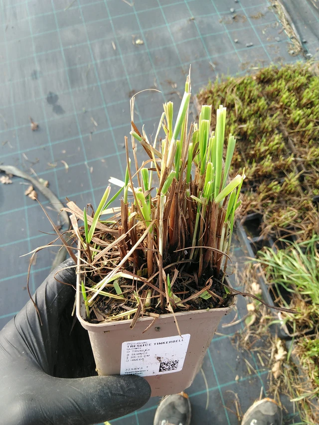 Třeslice Tinkerbell - 31. 10. 2025