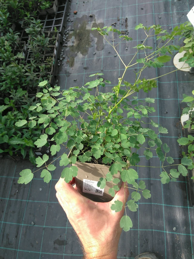 Talictro - 25. 7. 2025