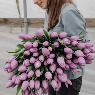 Tulipán Paradero, Loukykvět