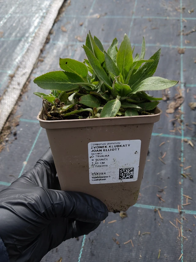 Campanule Joan Elliott - 31. 3. 2026