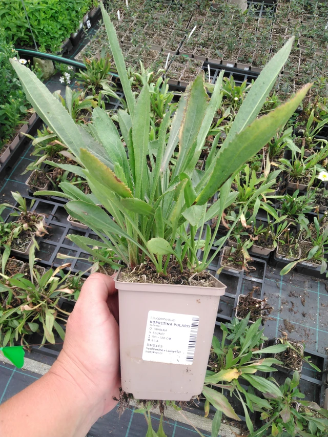 Kopretina Polaris - 2024