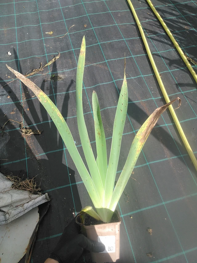 Iiris Metolius Blues - 13. 10. 2025