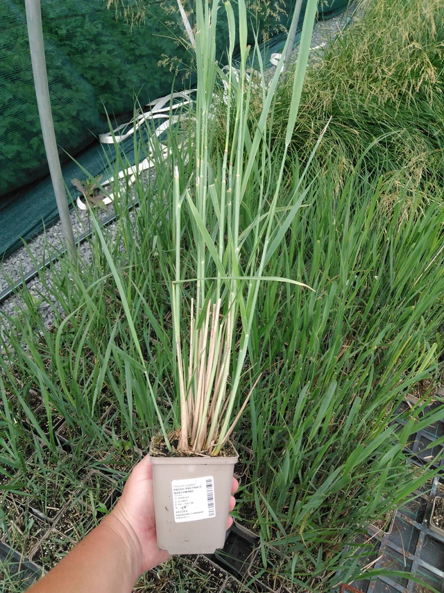 Mijo panicular Northwind - 2024