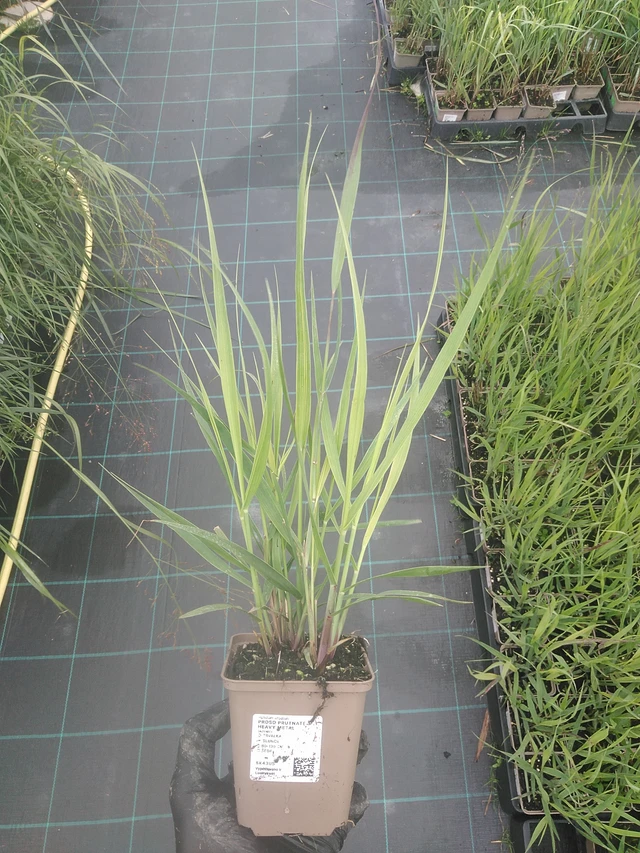 Hirssi Heavy Metal - 4. 8. 2025