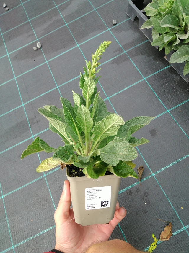 Gordolobo Rosie - 28. 7. 2025