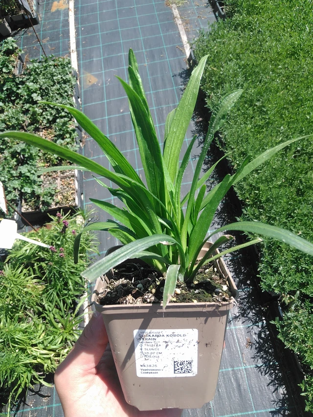 Ruusukaunokki Kobold Strain - 1. 7. 2025