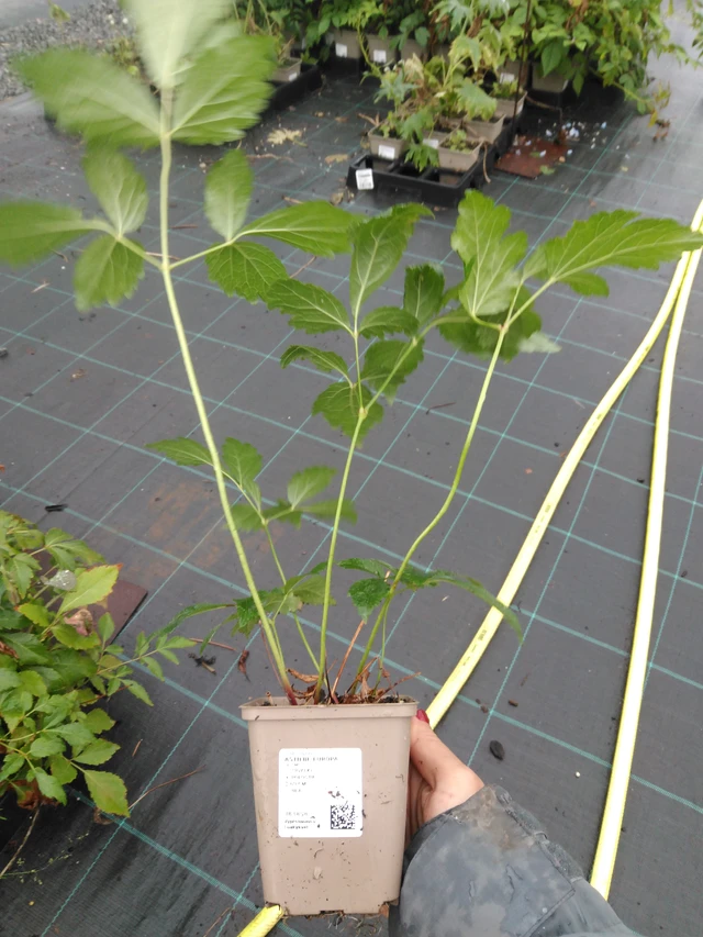 Astilbe Europa - 10. 9. 2025