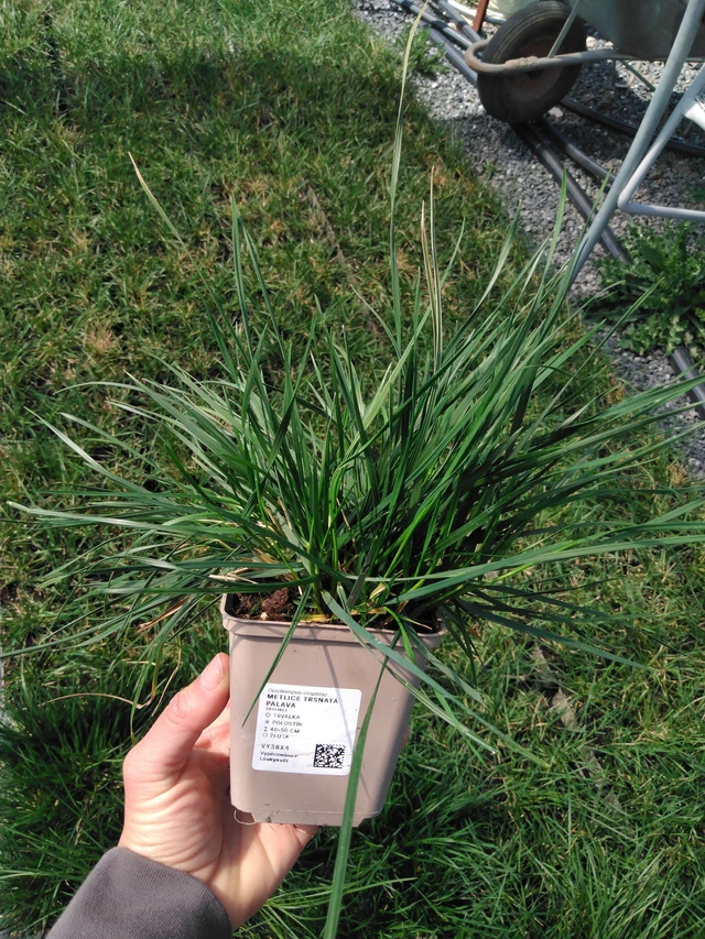 Metlice trsnatá Palava - 13. 5. 2025