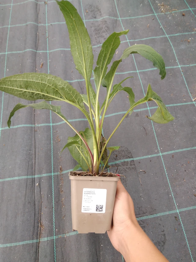 Echinacea Rubinstern - 10. 9. 2025