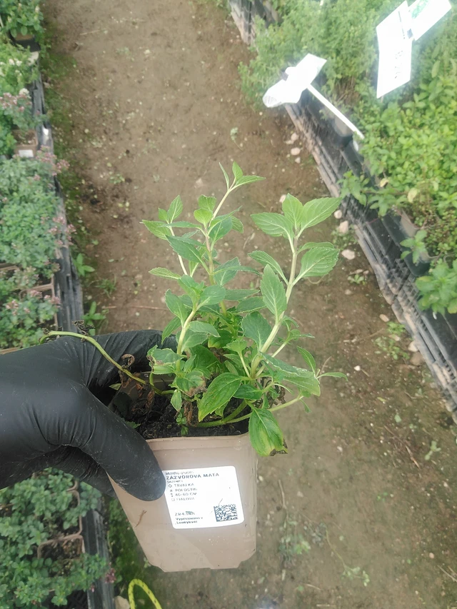 Menta de jengibre - 10. 9. 2025