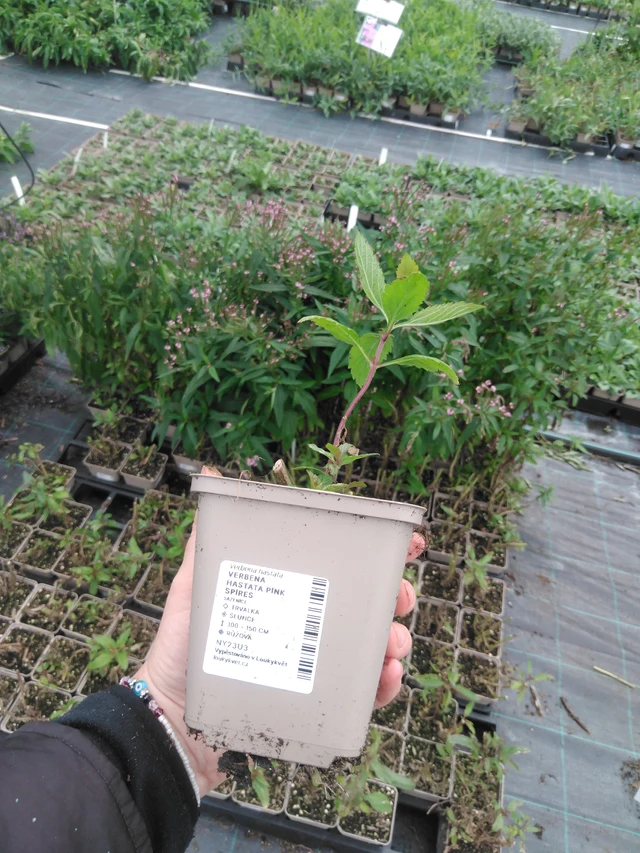 Verbena arrow-leaved Pink Spires - 2024